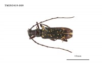 藏品(黃星姬山天牛)的圖片